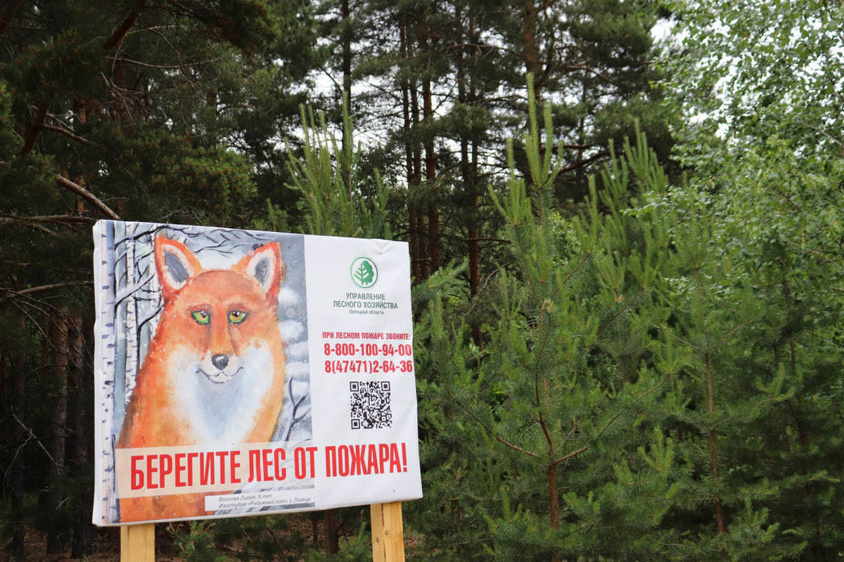 В Липецкой области 9 лет подряд не было ни одного лесного пожара