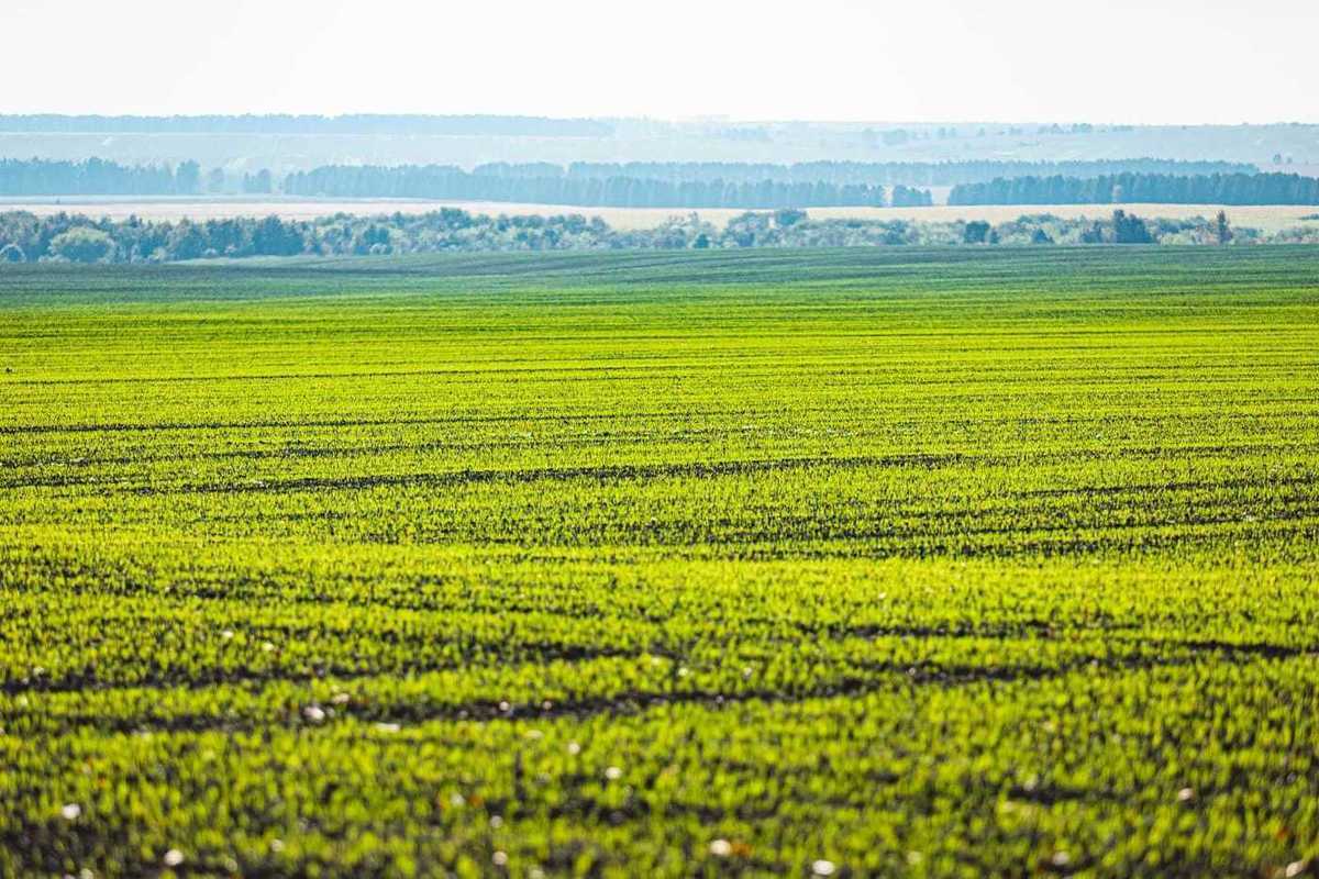 В хозяйствах Липецкой области повышается урожайность озимой пшеницы