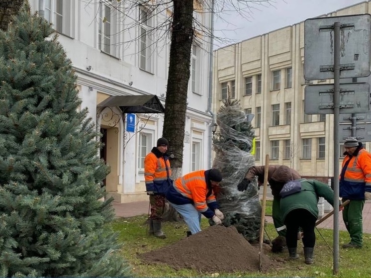 В Ярославле начали высаживать голубые ели