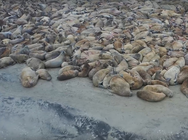 На Ямале 5 тысяч моржей устроили лежбище в устье реки: малышей становится больше