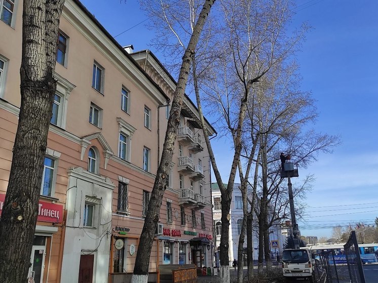 Ветви высоких тополей обрезали возле площади Ленина в Чите