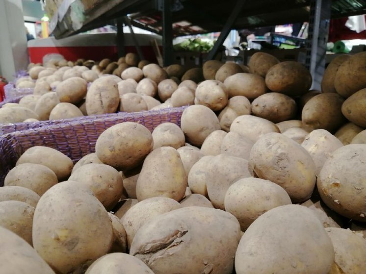 Картофельную моль искали в Мурманской области