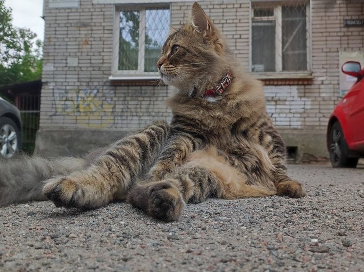 Жителям Ленобласти рассказали, какие кошки живут дольше