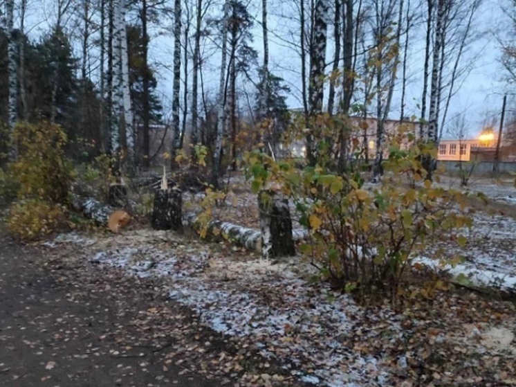 Ярославский застройщик заплатит за березы, вырубленные на Нижнем поселке в Ярославле