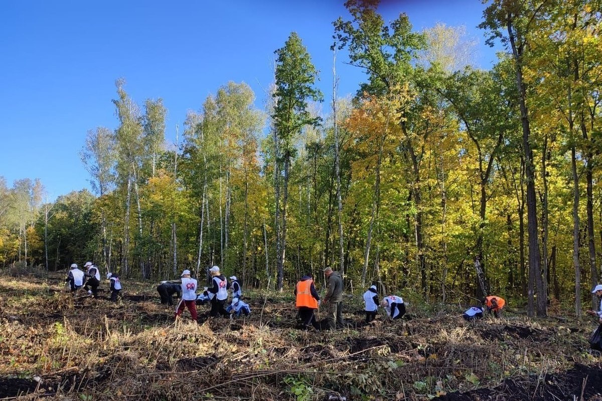 В Курской области высадили 1300 сеянцев дуба черешчатого