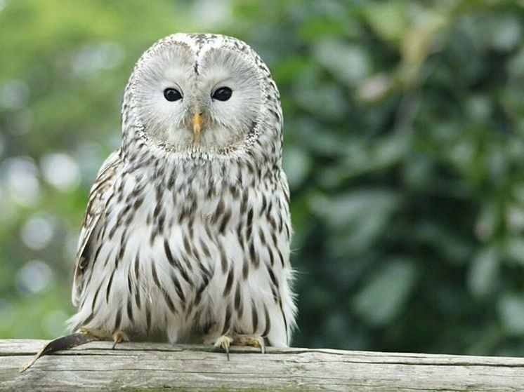 Редкая птица прогулялась по улицам подмосковного Клина