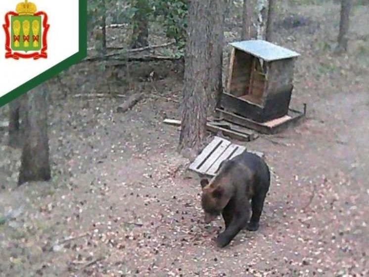 В одном из районов Пензенской области заметили крупного медведя