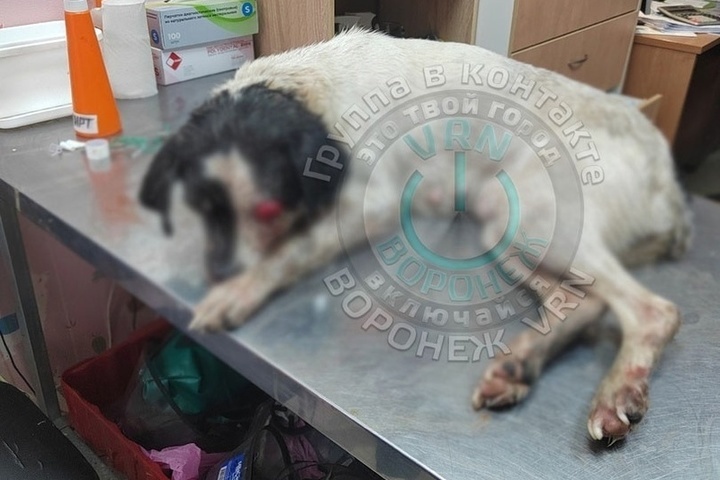 В Воронеже изверги положили изувеченную собаку в пакет и выбросили на мусорку умирать