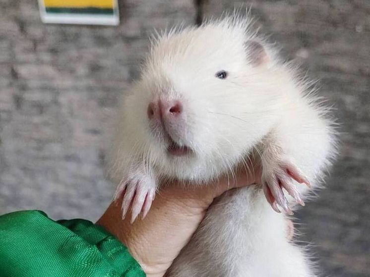 На зооферме Подмосковья родились детеныши нутрии