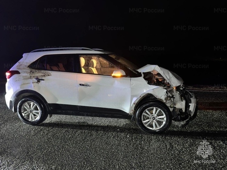 В Калмыкии коровы стали причиной массовой аварии