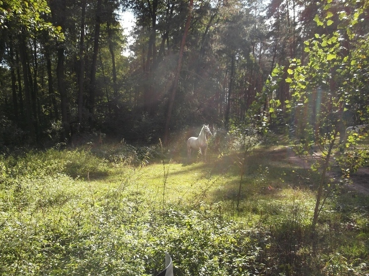 На территории ДНР появится новый лес