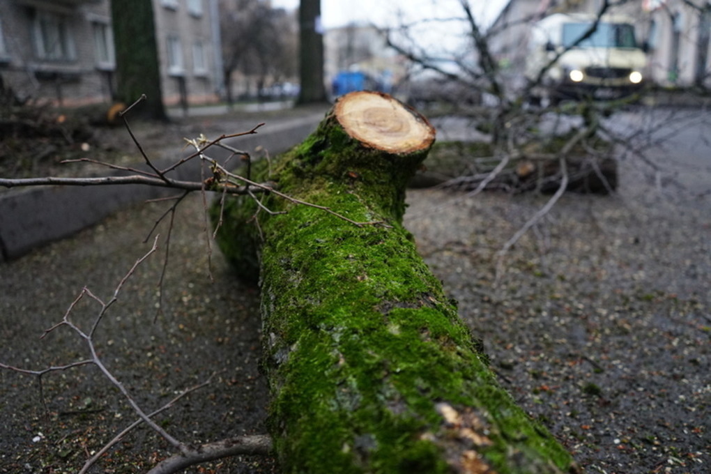 В Калининграде вырубят 116 деревьев для строительства жилого дома