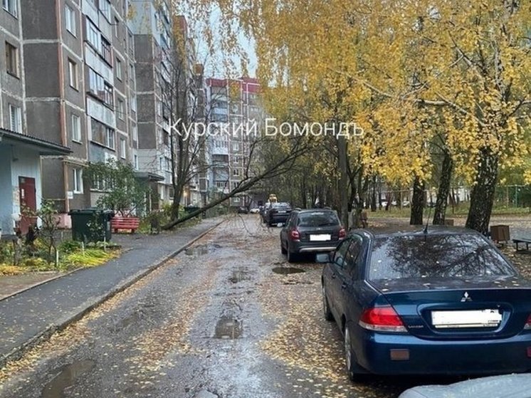 Ураганный ветер за выходные повалил в Курской области 21 дерево
