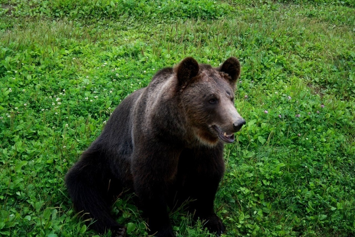 Учет бурого медведя завершается в вологодских лесах
