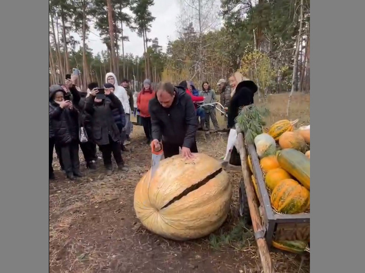 В Воронеже распилили тыкву-гигант Фиону