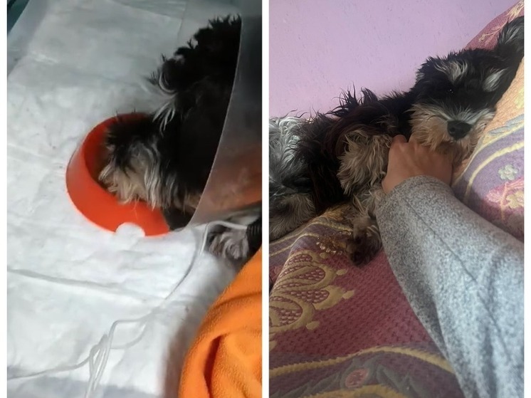 Осторожно, владельцы собак: в Новосибирске обнаружили вирус, который уносит жизни животных за 5 дней