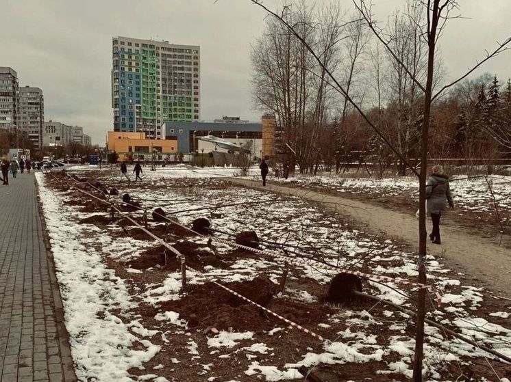 В подмосковном Жуковском погибли деревья на новой городской аллее