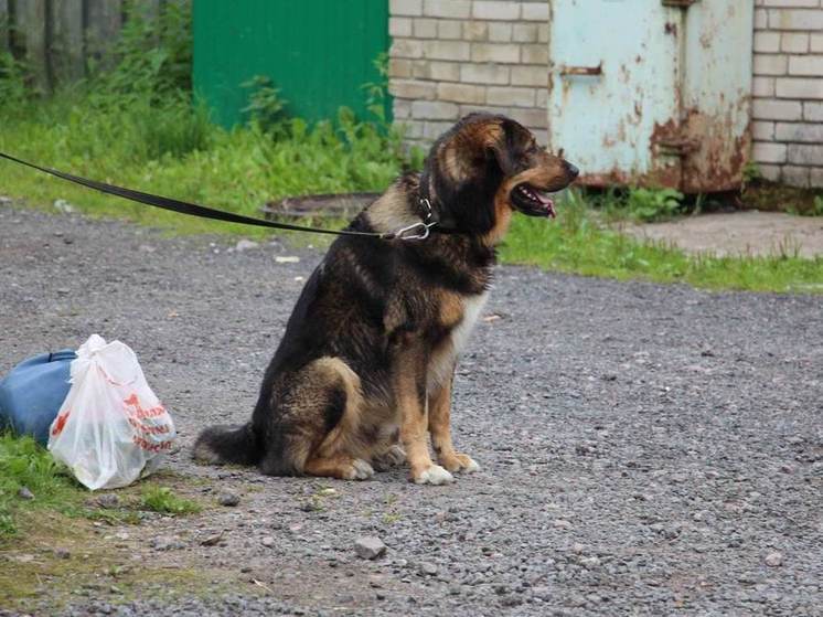 В Малой Вишере вынесли приговор мужчине, который забил собаку ради 300 рублей