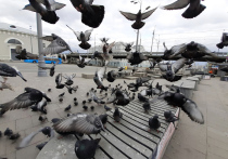 «В России другая ситуация, и наши голуби более дикие»

