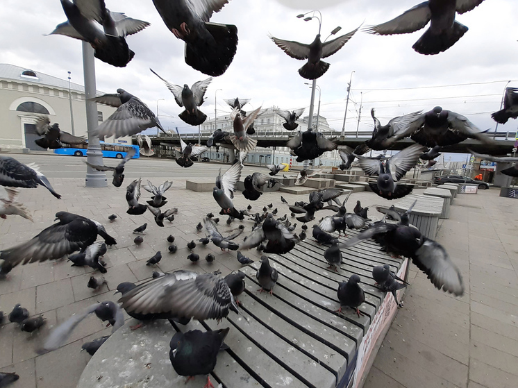 «В России другая ситуация, и наши голуби более дикие»