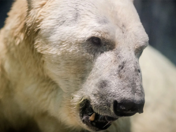 Белого медведя застрелил житель Певека в рамках самообороны