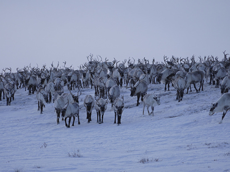 Промышленная заготовка оленины завершается на Чукотке