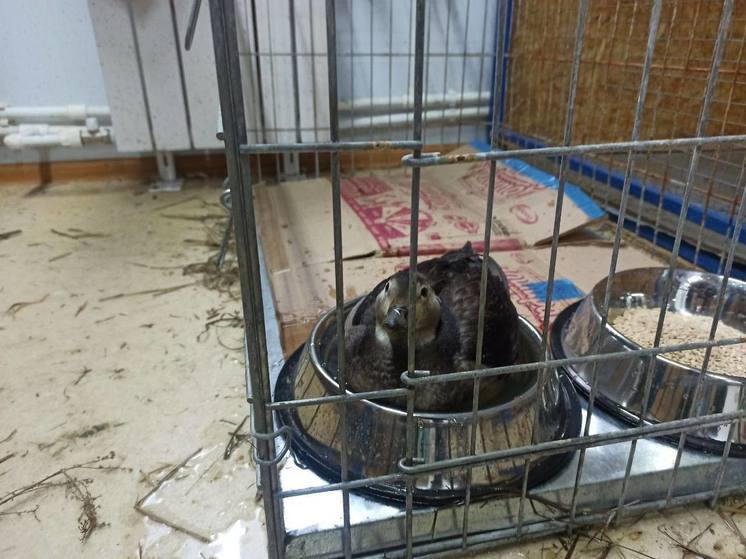 Спасенных в Ямальском районе лебедей и утку привезли в приют Салехарда