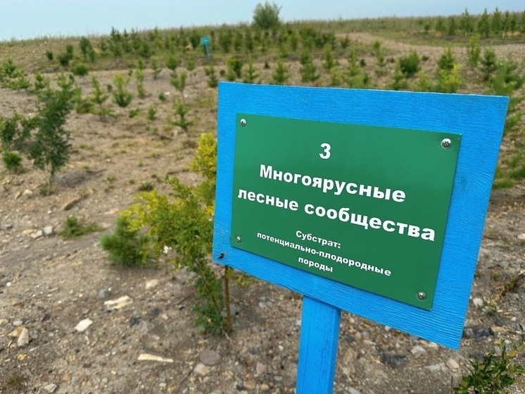Крупный тепличный комплекс по выращиванию сеянцев деревьев построят в Кузбассе