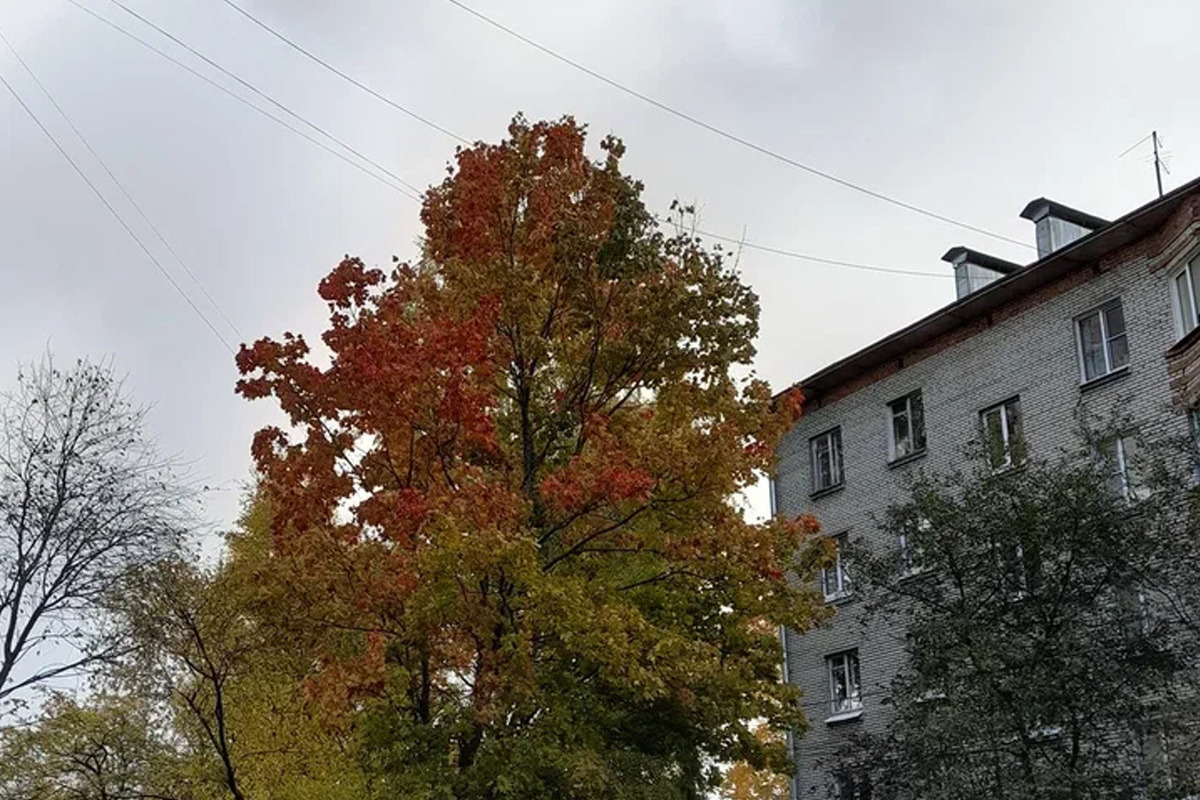В первый день ноября в Ивановской области потеплеет до +12°С