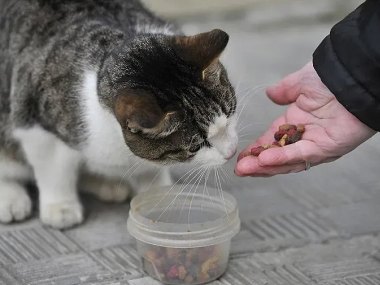Ветеринар рассказала о рисках заражения при контакте с бездомными животными