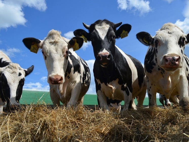 В Ярославской области отмечен рост производства молока