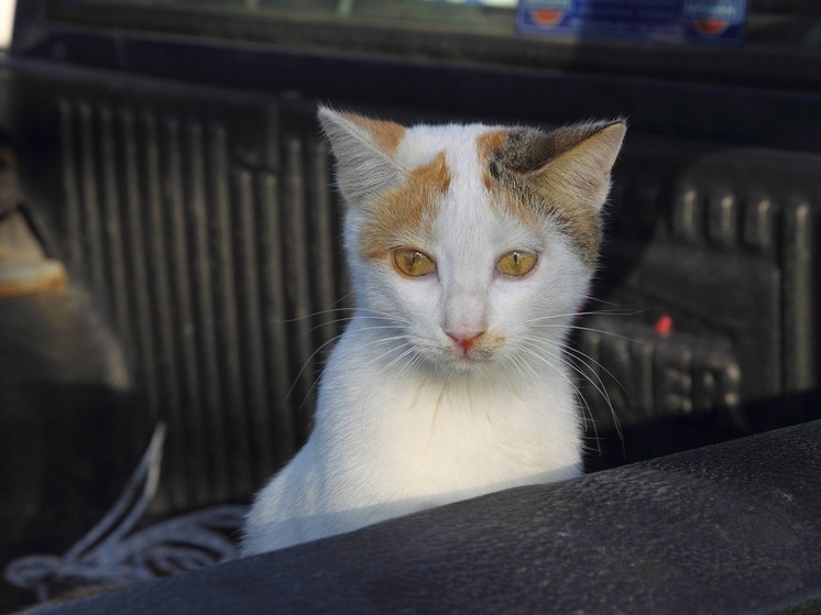 В Москве пытаются спасти запертого в автомобиле кота