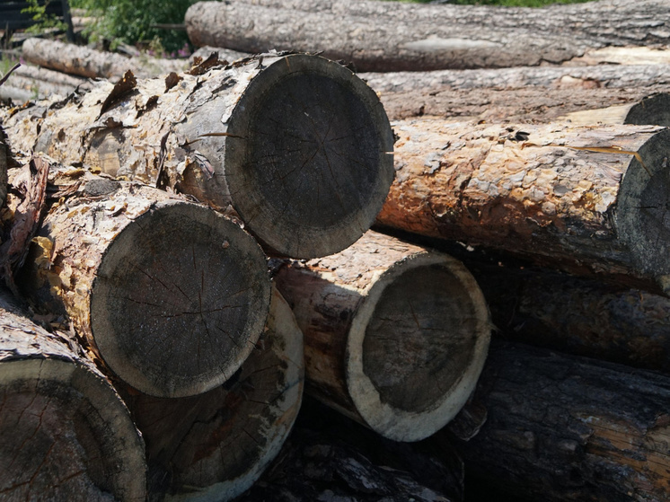 В Иркутской области за минувшие пять лет удалось снизить объем незаконно заготовленной древесины на 93%