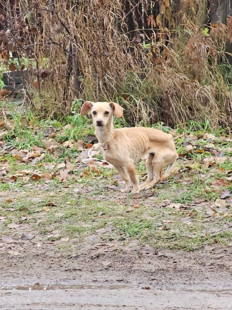 В Лихославле Тверской области ищут хозяина истощенной собаки
