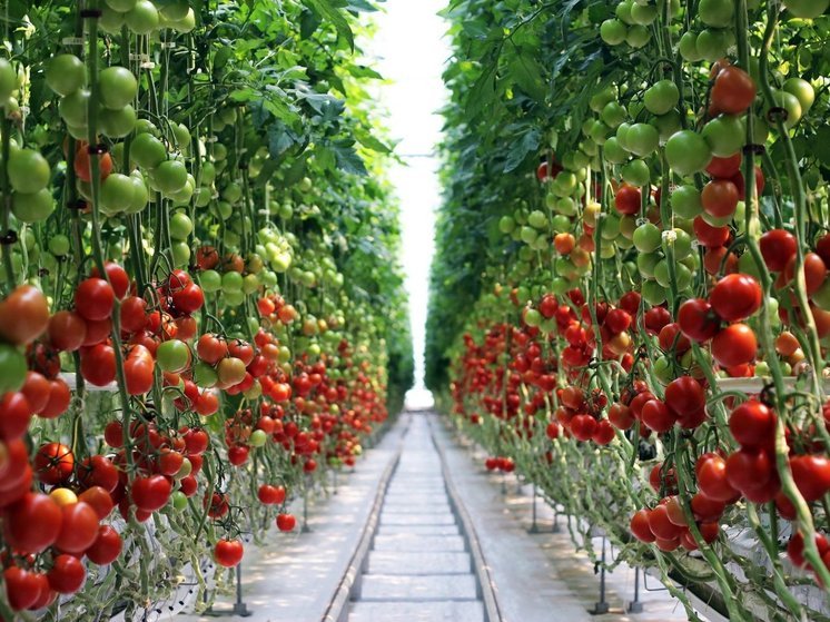 Липецкая область — ключевой донор по производству огурцов и томатов в России