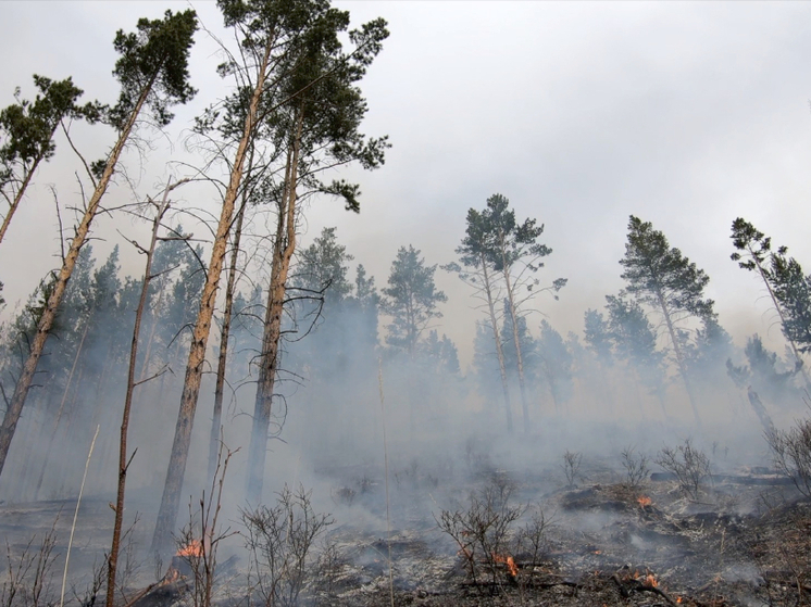 В лесах Хакасии завершился пожароопасный сезон