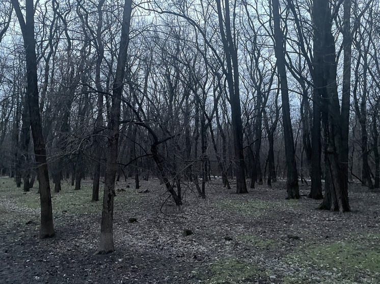 В лесополосе в Таганроге нашли изрезанное тело женщины