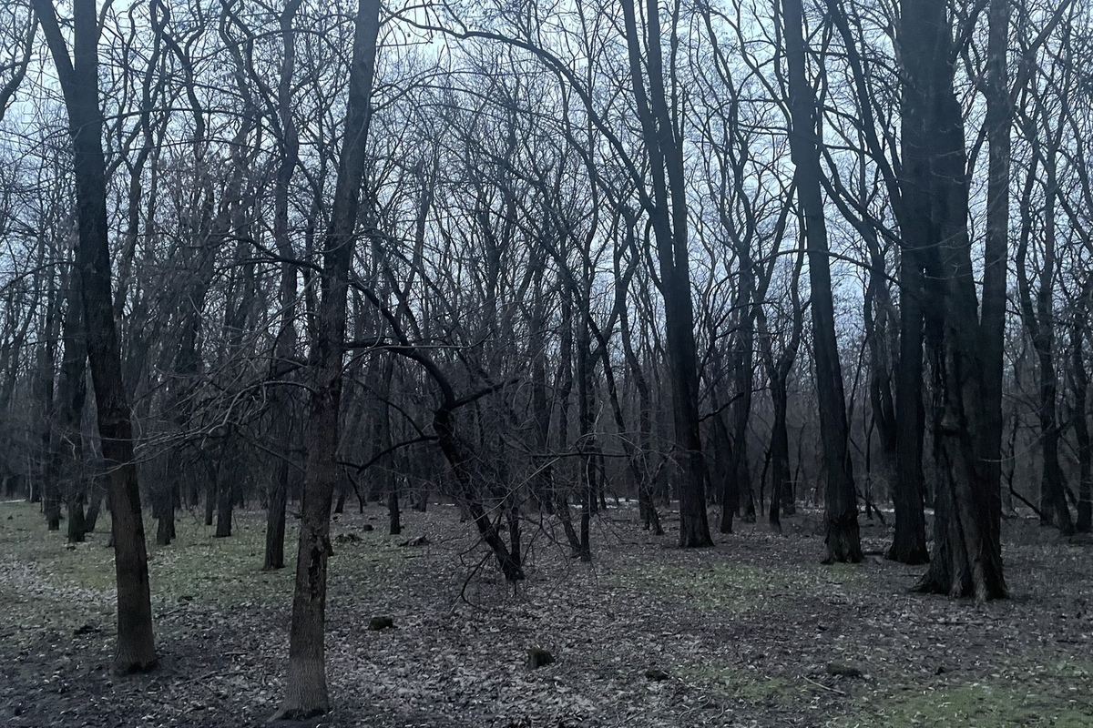 В лесополосе в Таганроге нашли изрезанное тело женщины