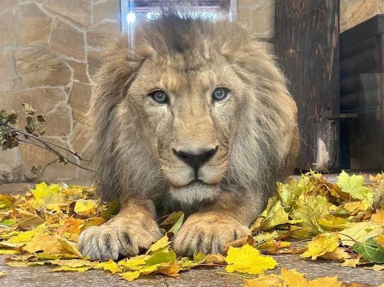 Петербуржцам показали льва Адама из Ленинградского зоопарка в осенних листьях