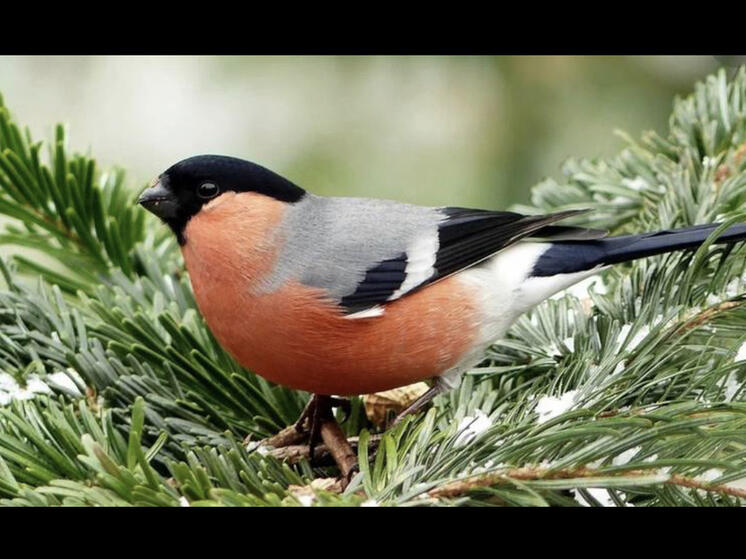 Смолянам напомнили каких диких птиц нельзя подкармливать зимой