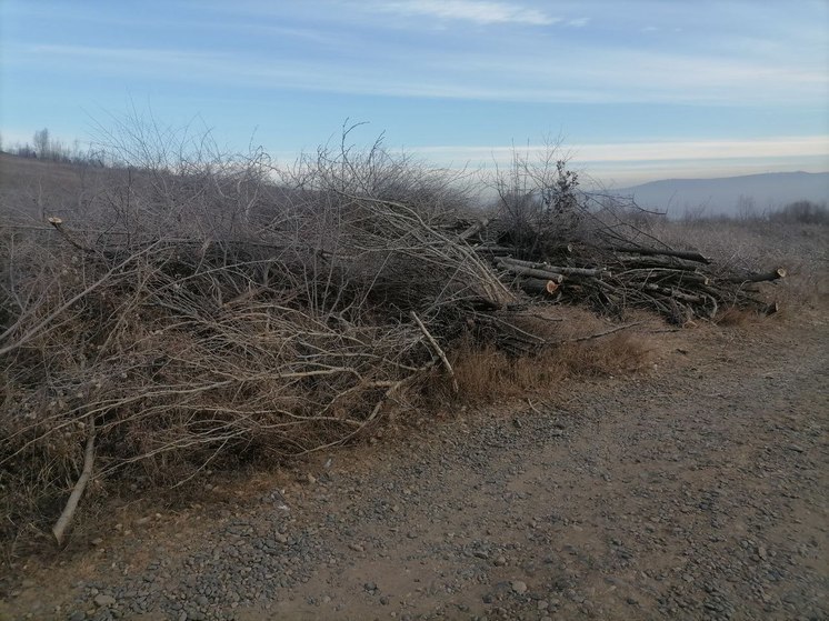 Неизвестные срубили деревья и убрали мусор на Титовской сопке в Чите