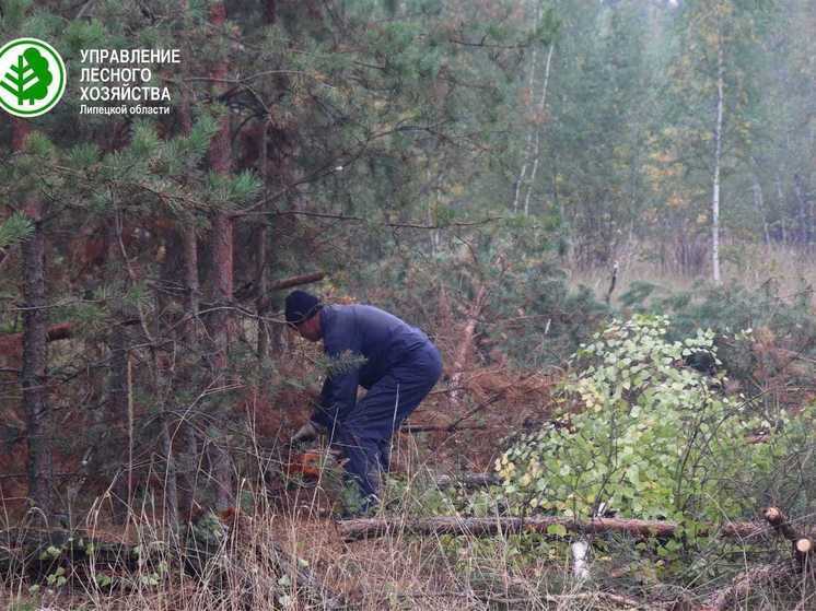 За незаконную вырубку леса липчанам грозит штраф до 500 тысяч рублей