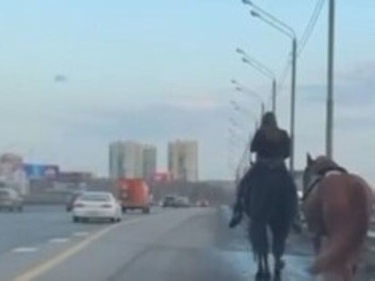 Сбежавшая лошадь устроила переполох на трассе Подмосковья