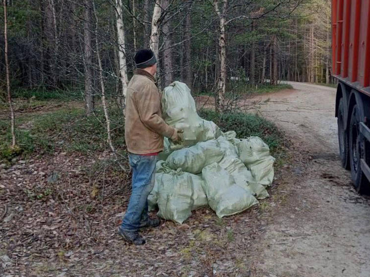 Более 60 кубометров мусора вывезли из Кандалакшского участкового лесничества