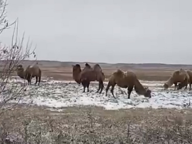 В Алтайском крае заметили пасущихся вдоль трассы верблюдов