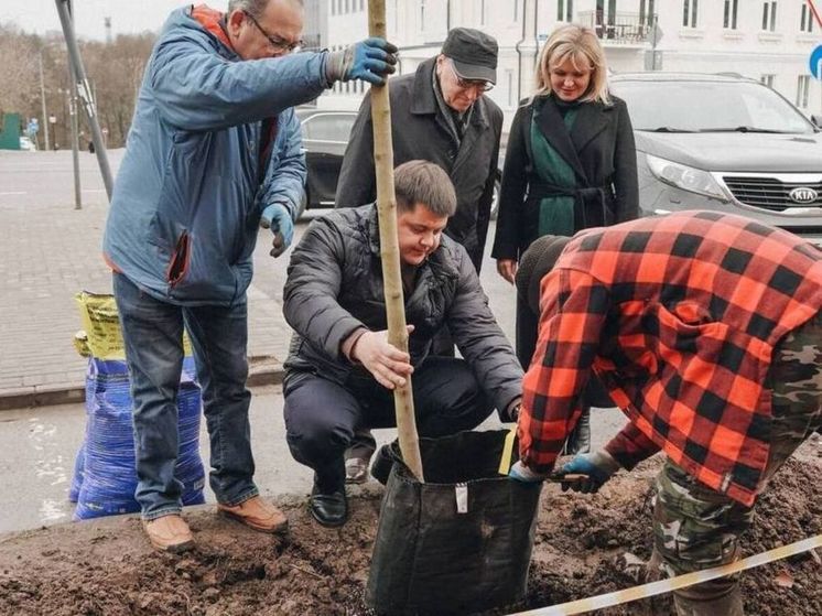 В Клину высадили клены, способные прожить больше века
