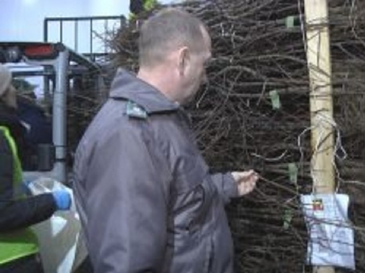 В Калмыкии продавали саженцы деревьев без документов