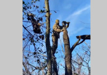 Бойцы башкирского батальона Доставалова сняли застрявшего головой в жестяной банке кота, который от страха залез на дерево
