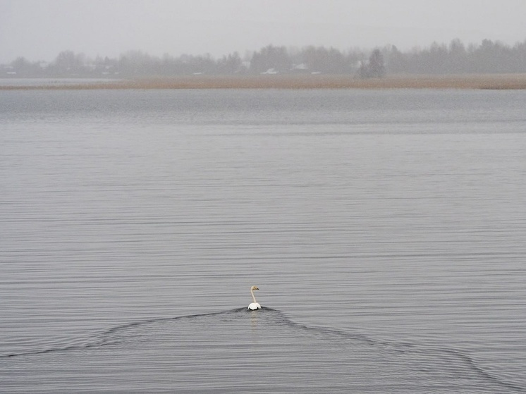 Одинокий лебедь плыл в Святухе в Карелии