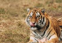 Специалисты охотнадзора отправились в село Андреевка Приморского края после того, как местные жители заявили о нападении амурского тигра на лошадь